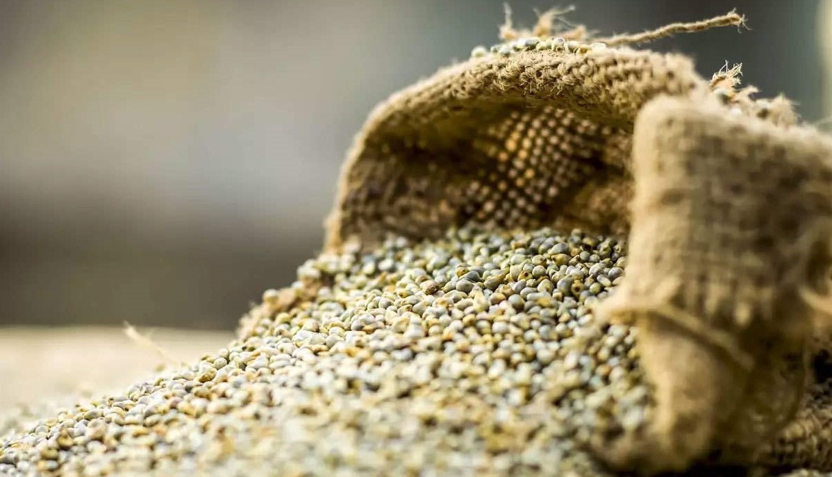 Millets-bajra-export