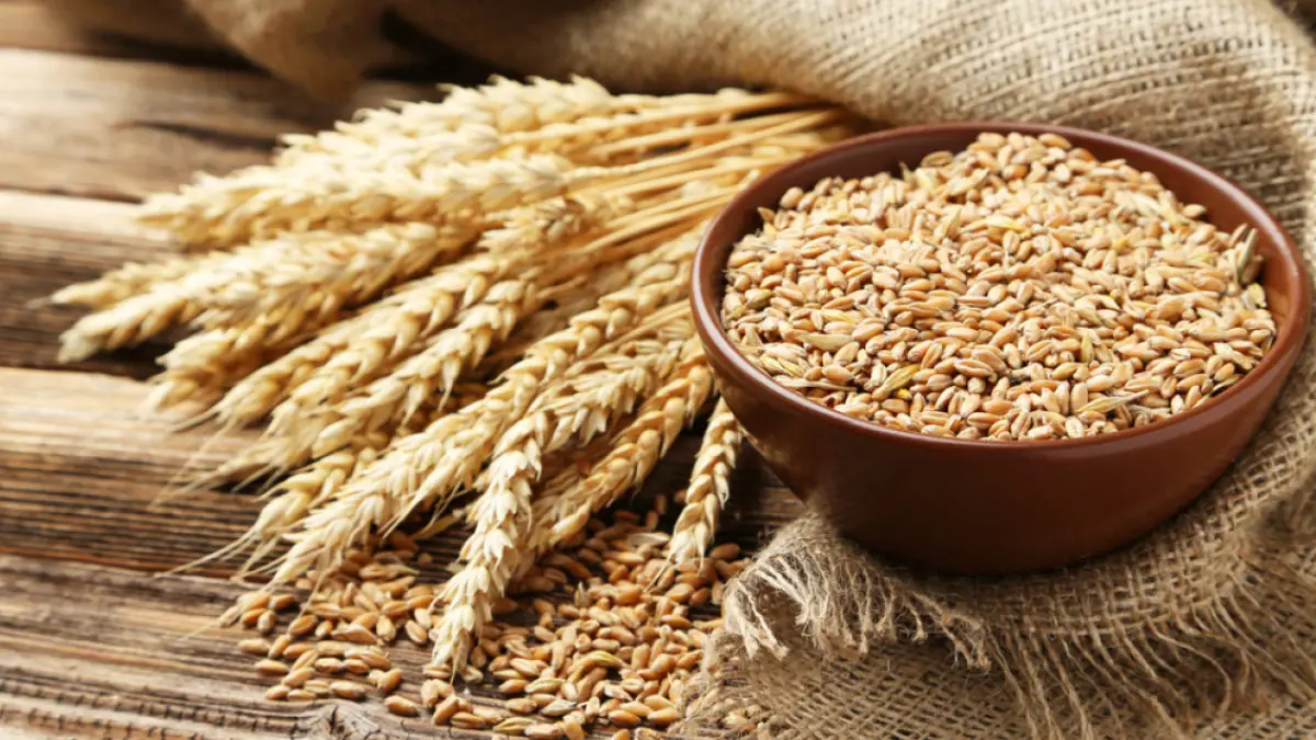 Wheat._1651230959